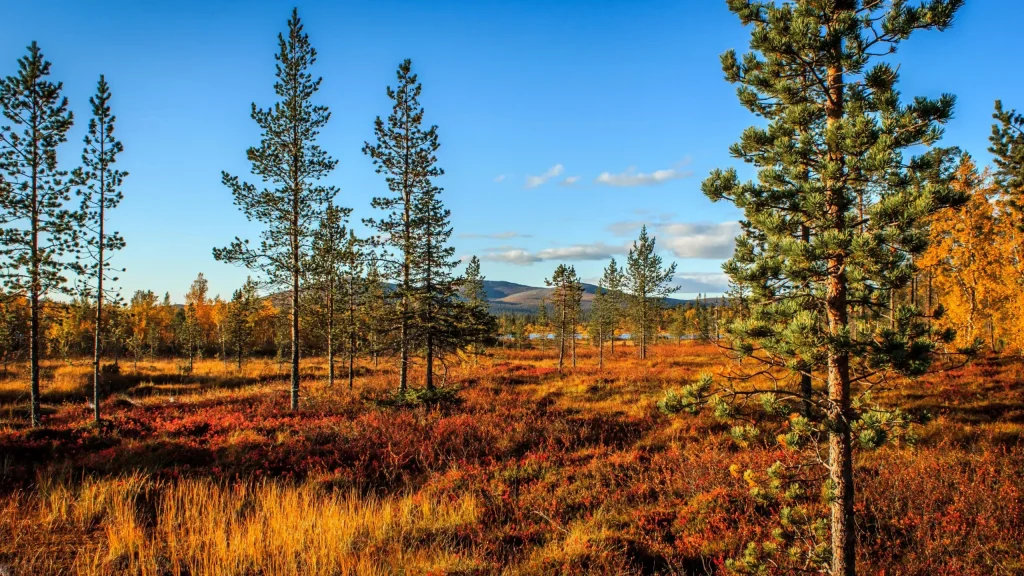 Urho Kekkonen National Park – Lapland’s Wilderness Gem