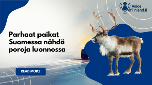 Parhaat paikat Suomessa nähdä poroja luonnossa